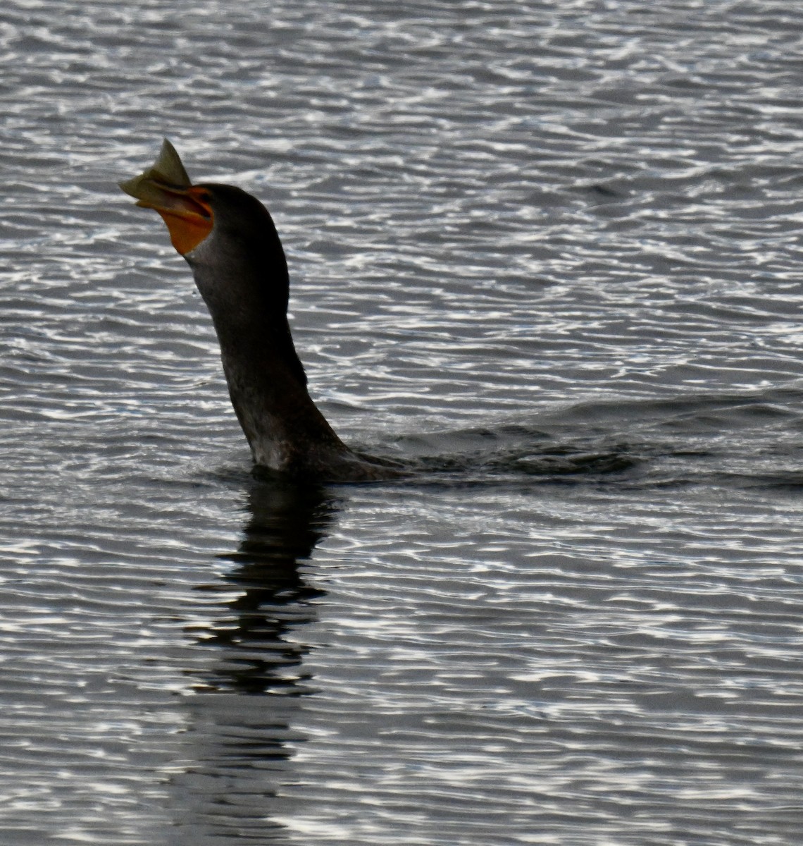 Double-crested Cormorant - ML643523552