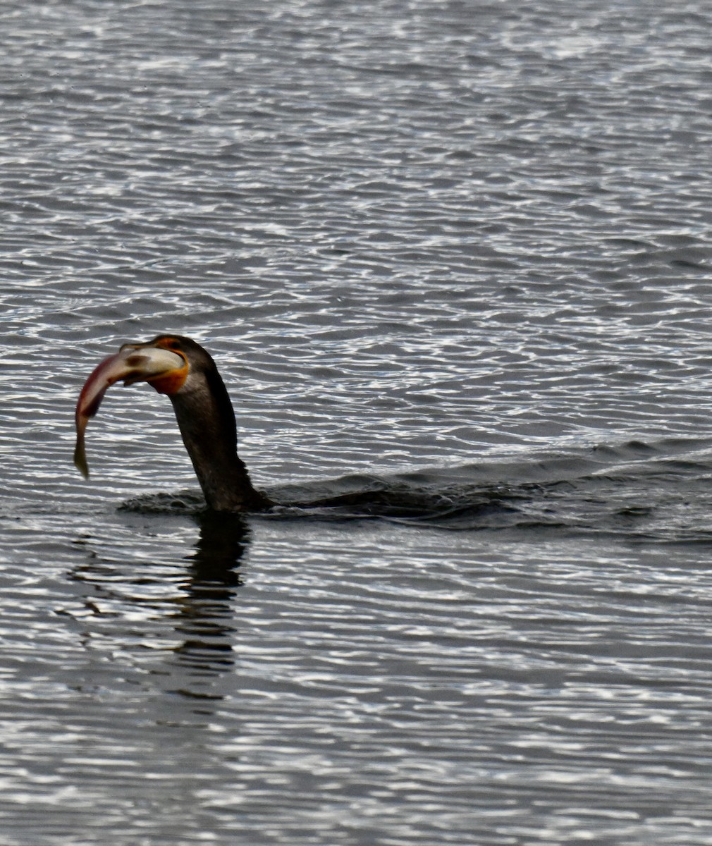 Double-crested Cormorant - ML643523553