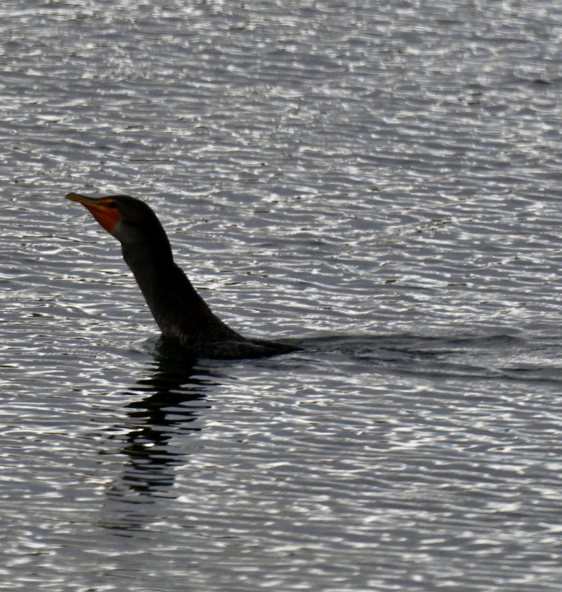 Double-crested Cormorant - ML643523554