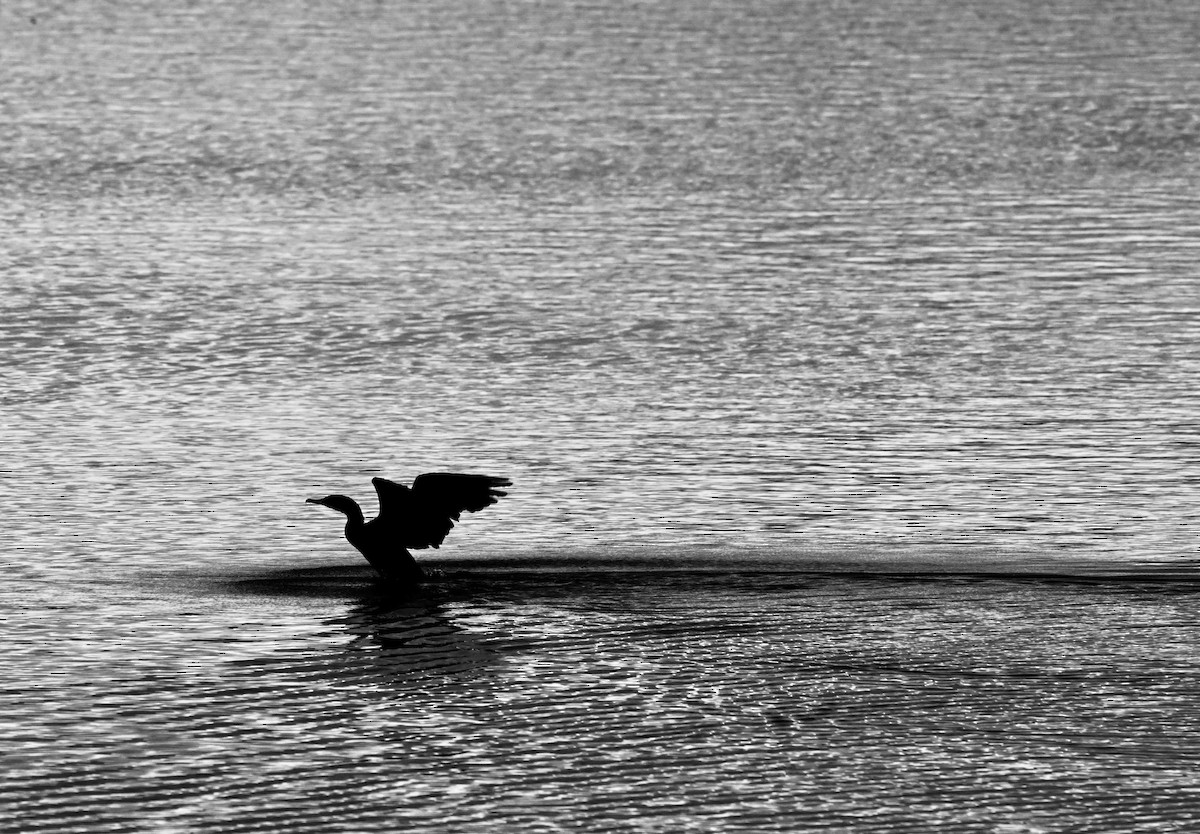 Double-crested Cormorant - ML643523556