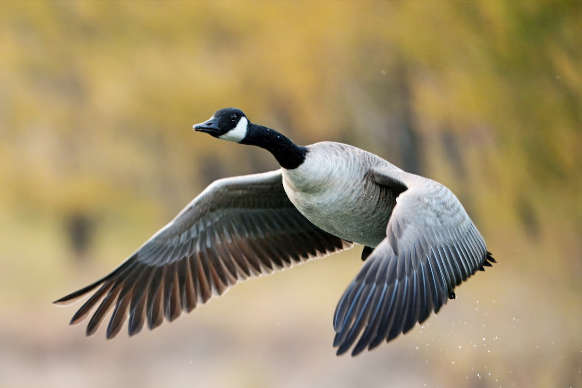 Canada Goose - ML643523568