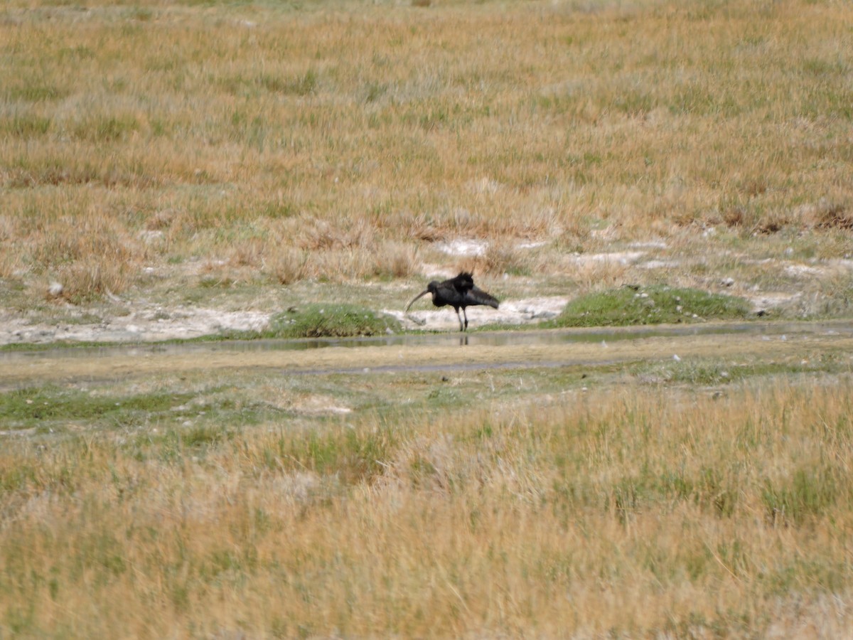 Puna Ibis - ML643523571