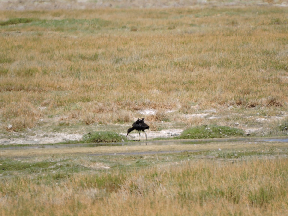 Puna Ibis - ML643523574
