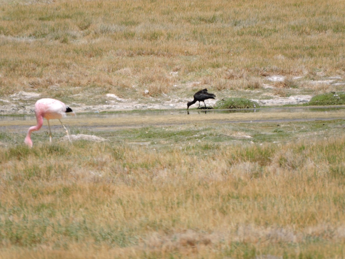 Puna Ibis - ML643523575