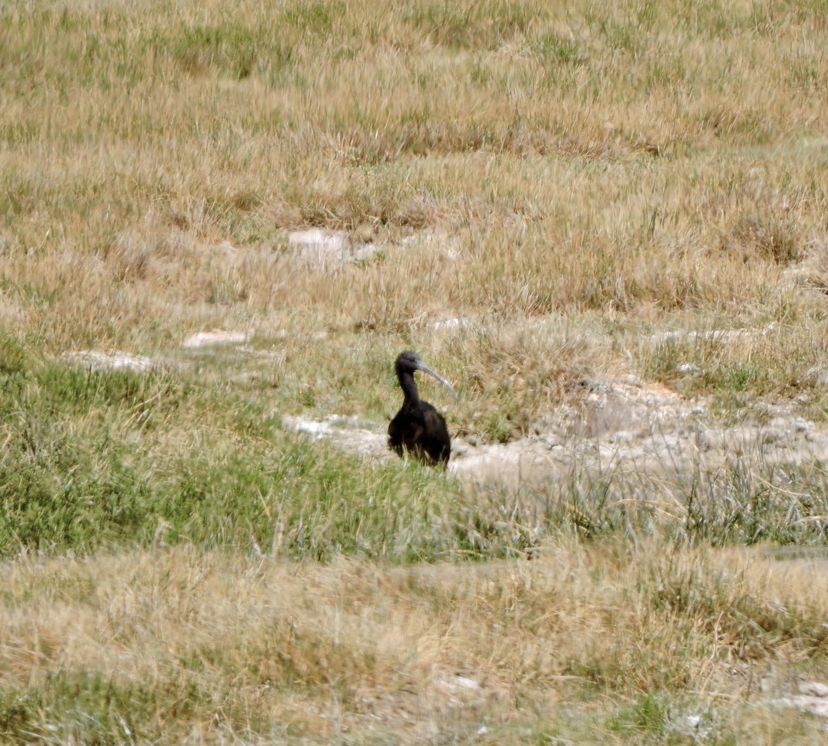Puna Ibis - ML643523600