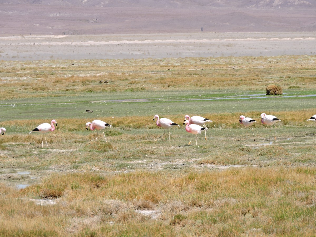 Andean Flamingo - ML643523604