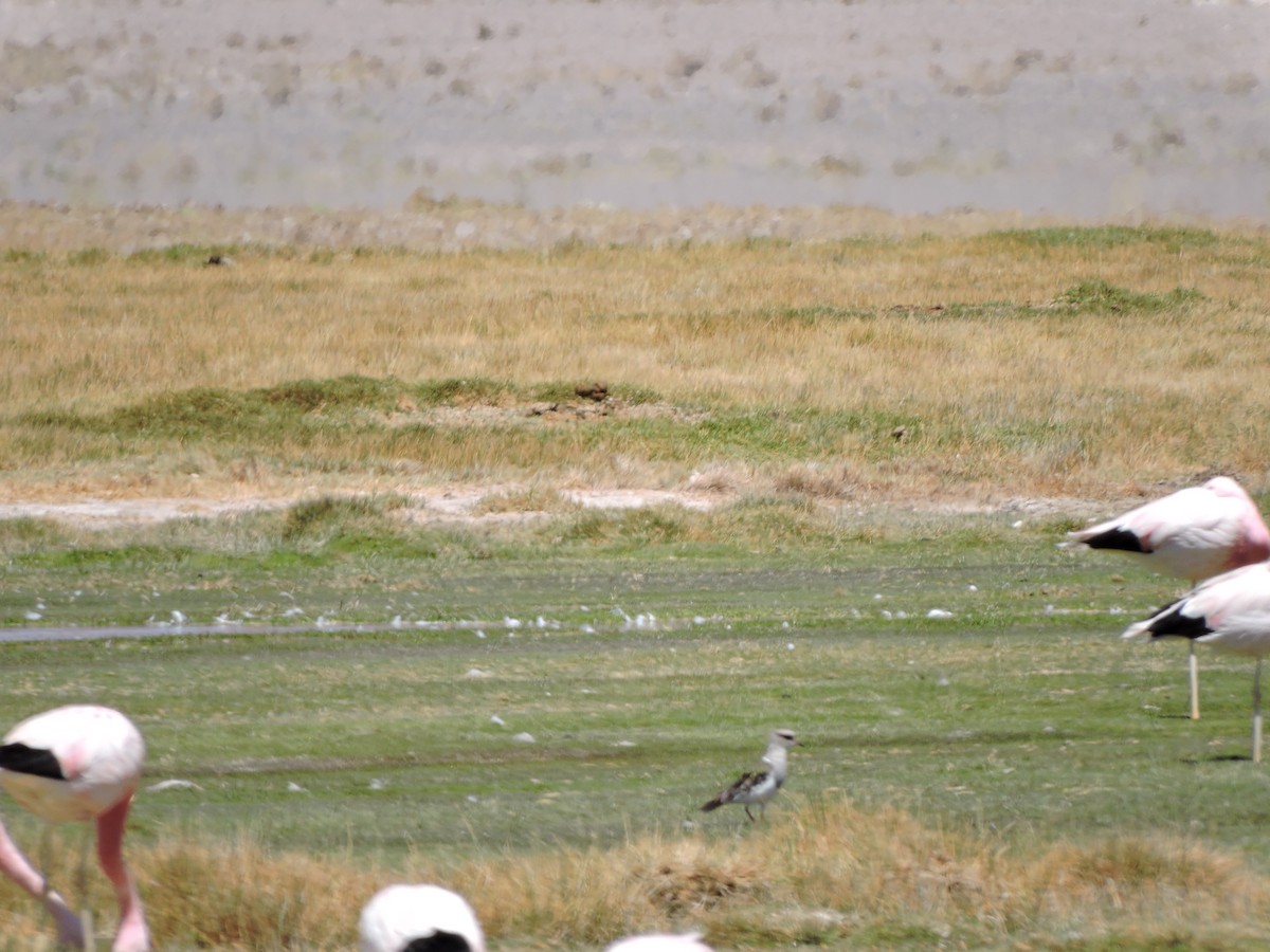 Andean Lapwing - ML643523615