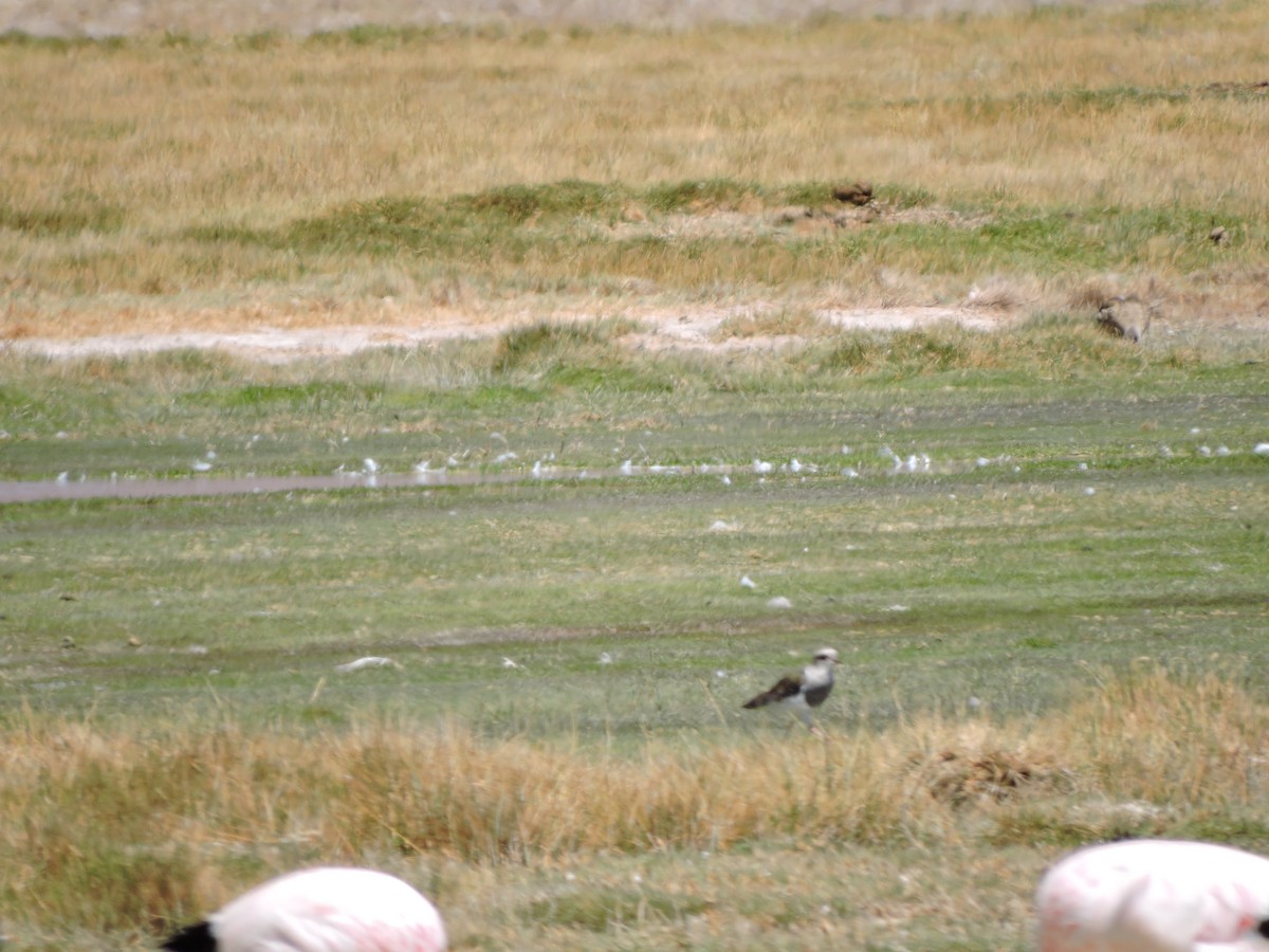 Andean Lapwing - ML643523616