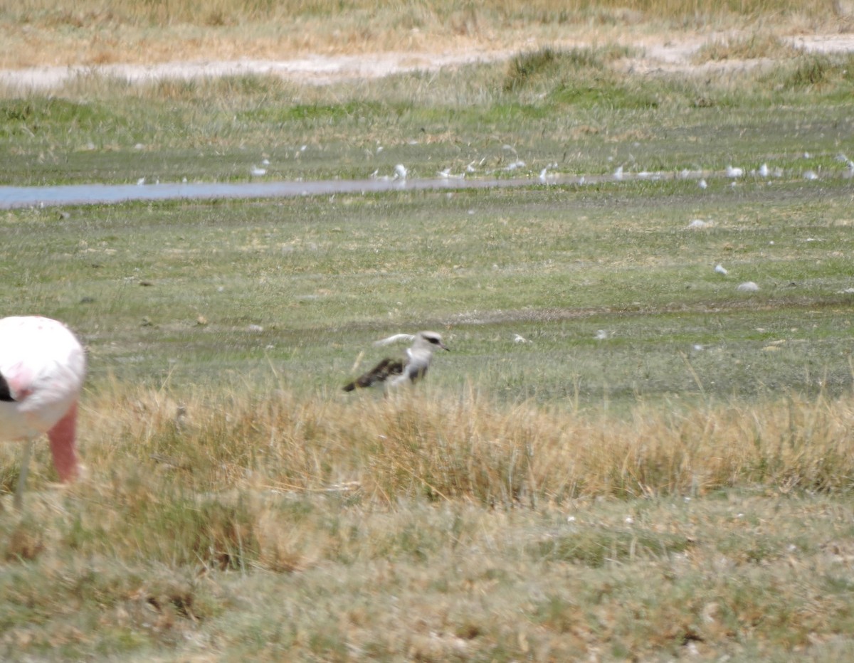 Andean Lapwing - ML643523622