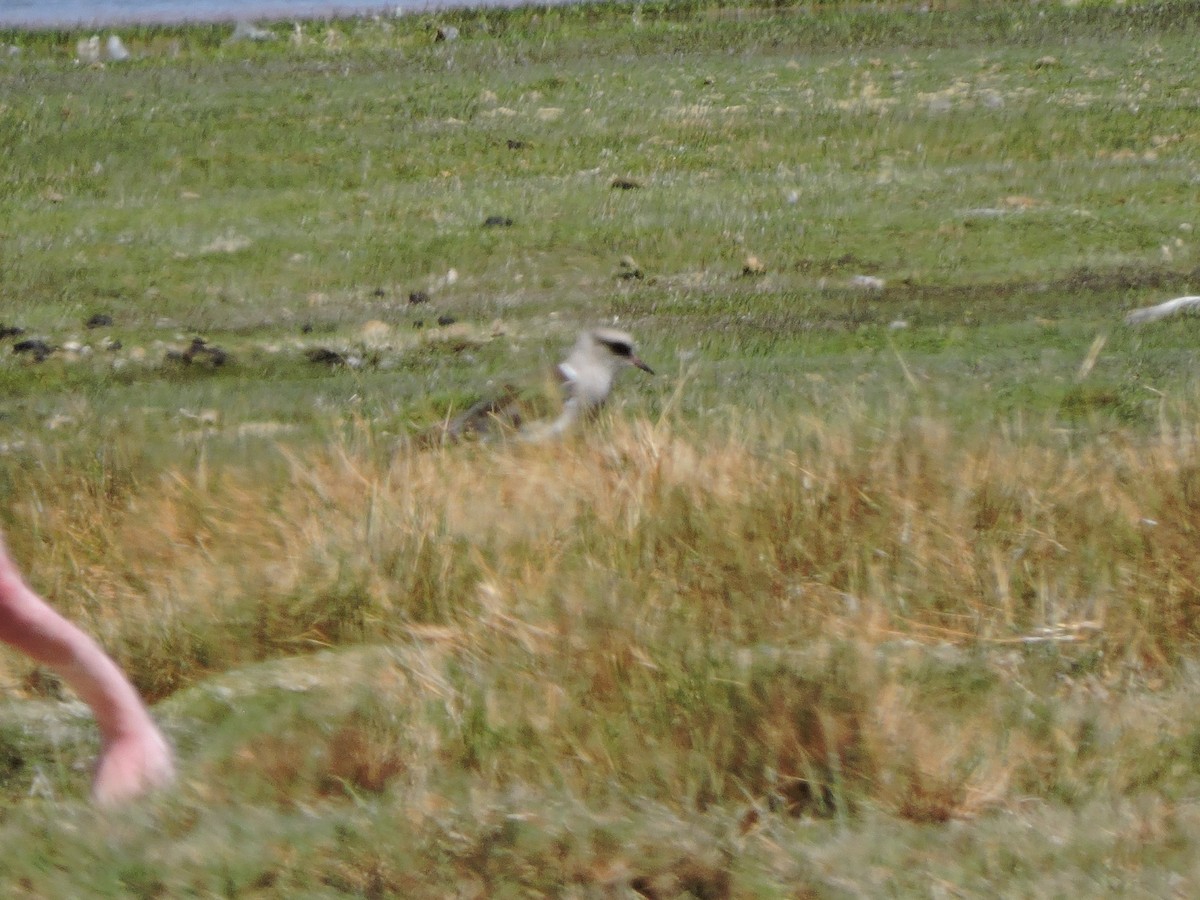 Andean Lapwing - ML643523623