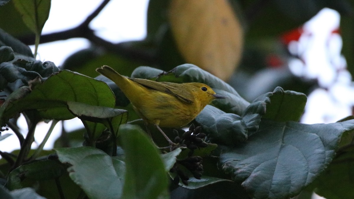 Yellow Warbler - ML643523628
