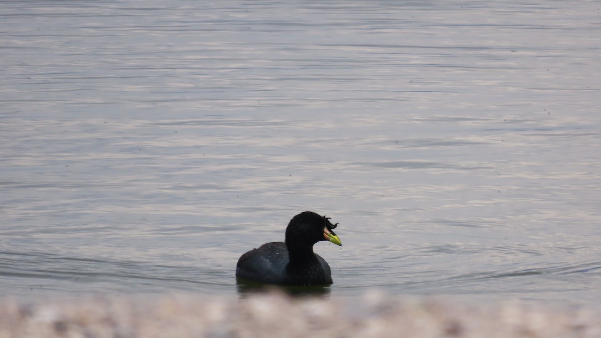 Horned Coot - ML643523689