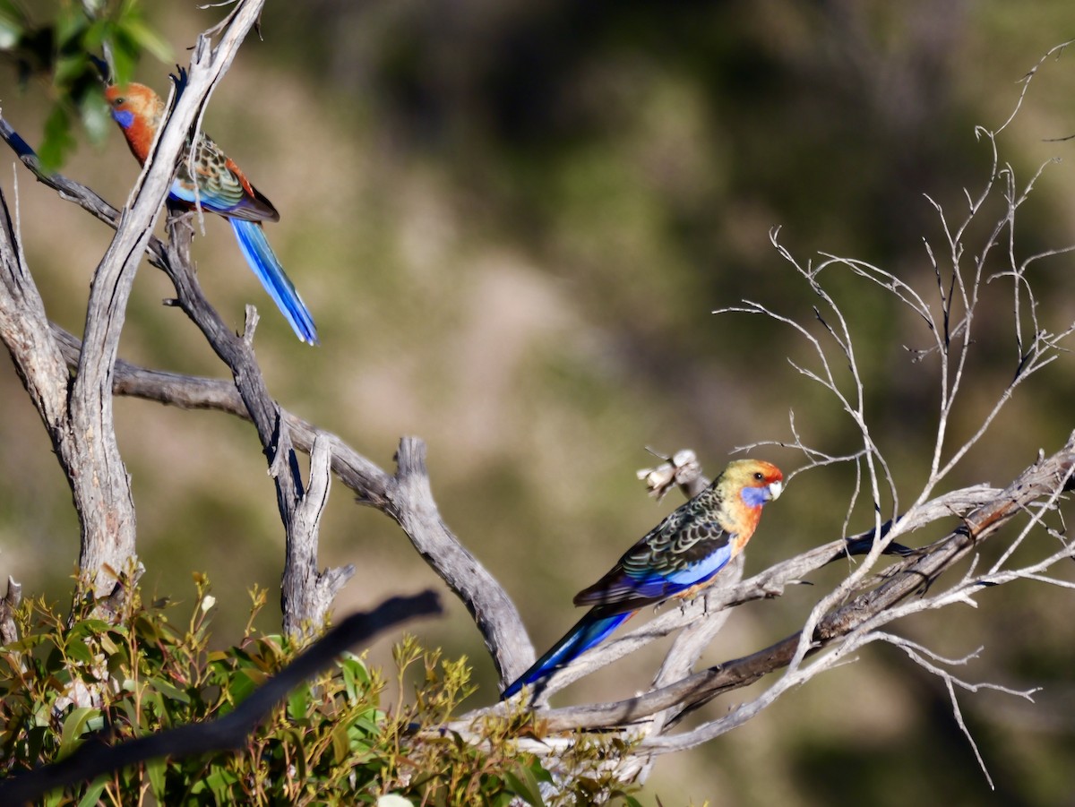 Perico Elegante (adelaidae/subadelaidae) - ML643523690
