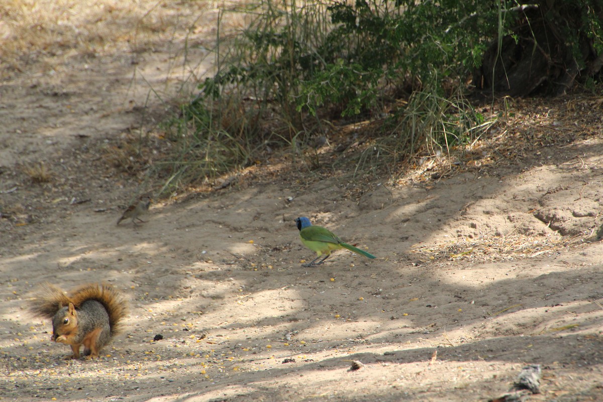 Green Jay - ML643523701