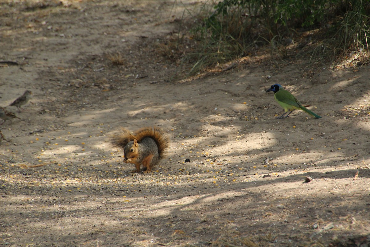 Green Jay - ML643523703