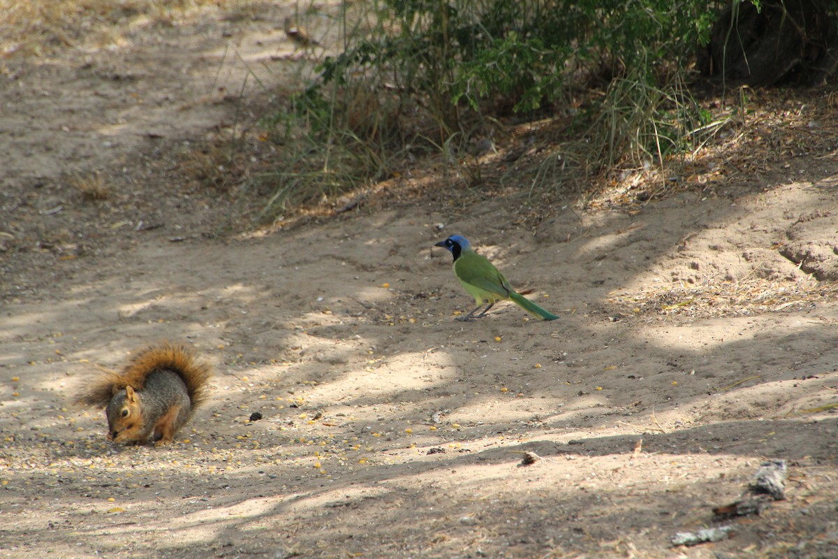 Green Jay - ML643523704