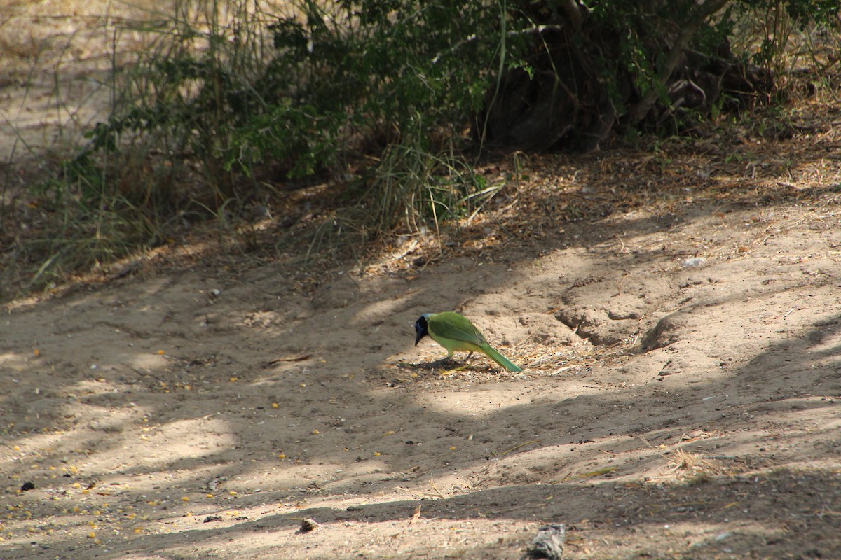Green Jay - ML643523705