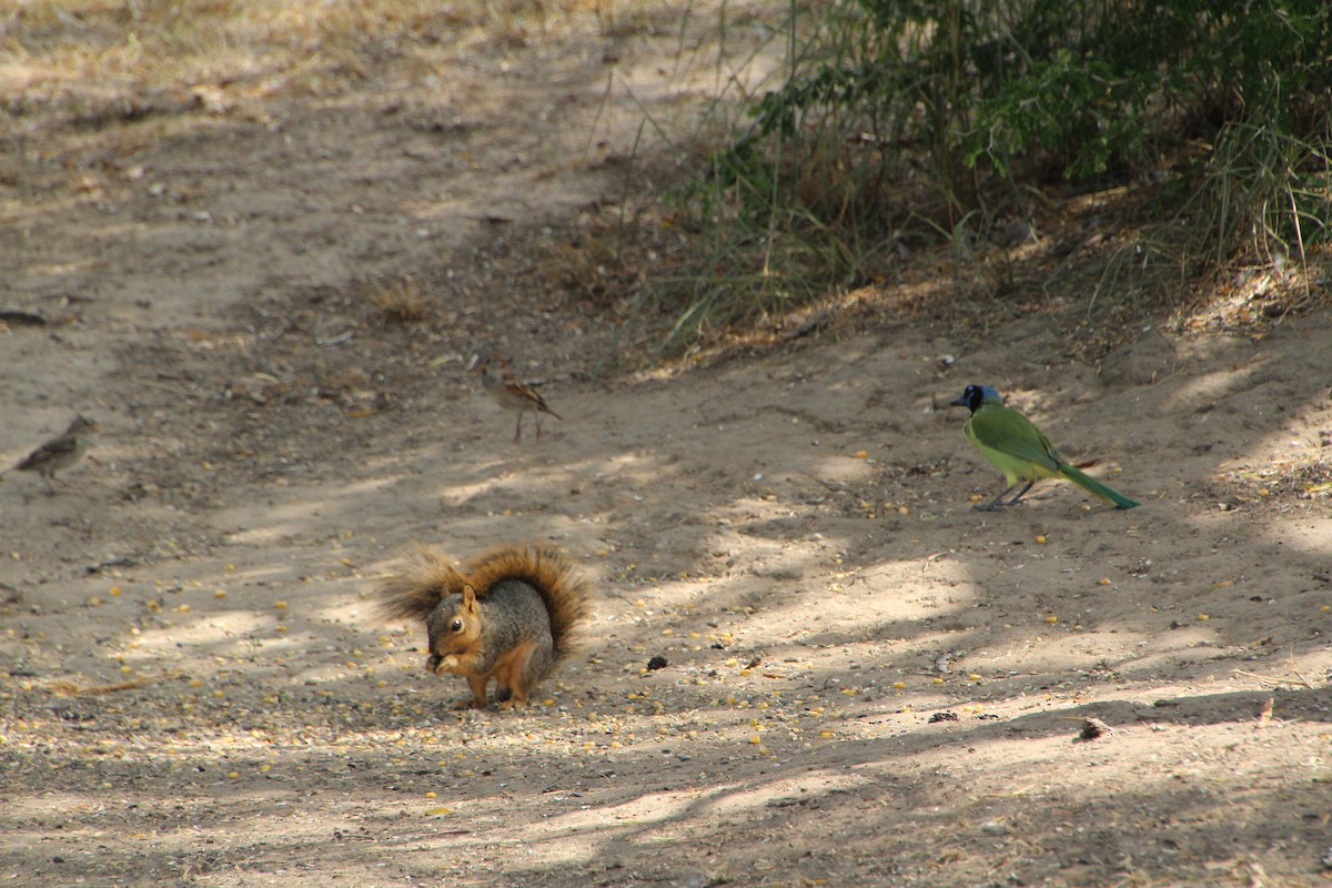 Green Jay - ML643523707