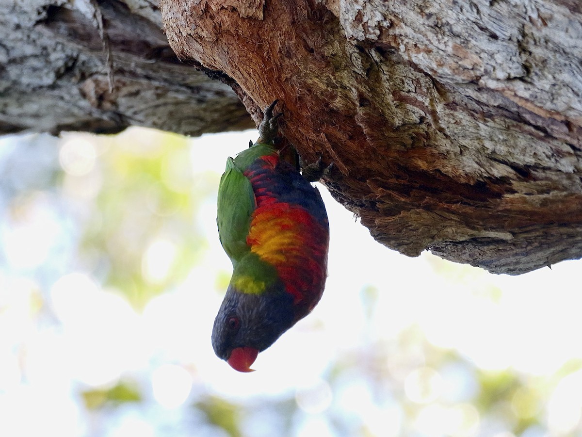 Lori Arcoiris - ML643523708