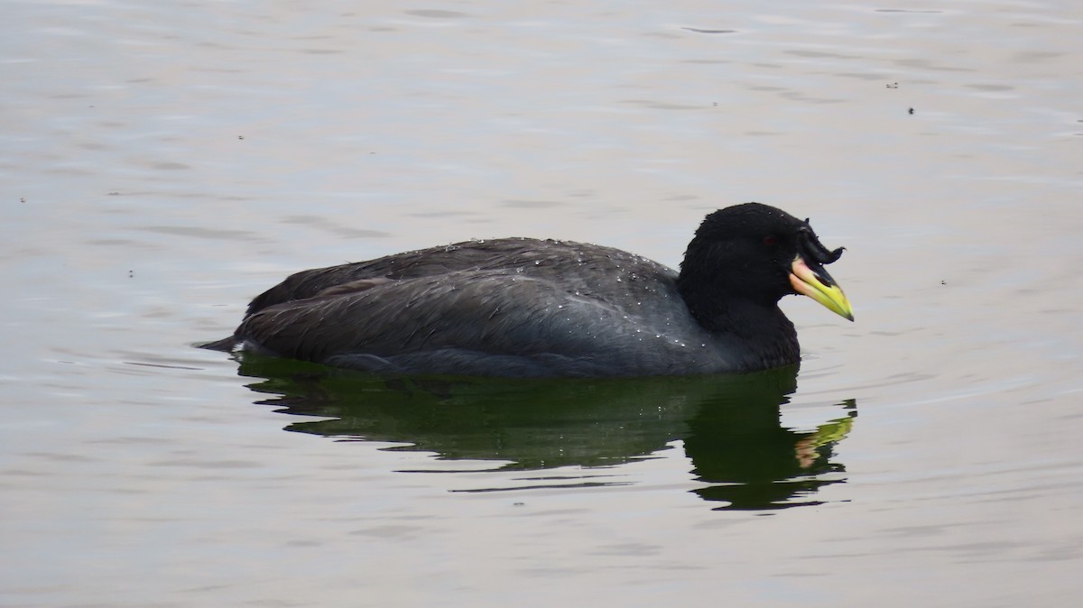 Horned Coot - ML643523711