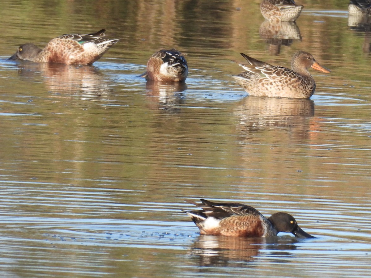 Northern Shoveler - ML643523715