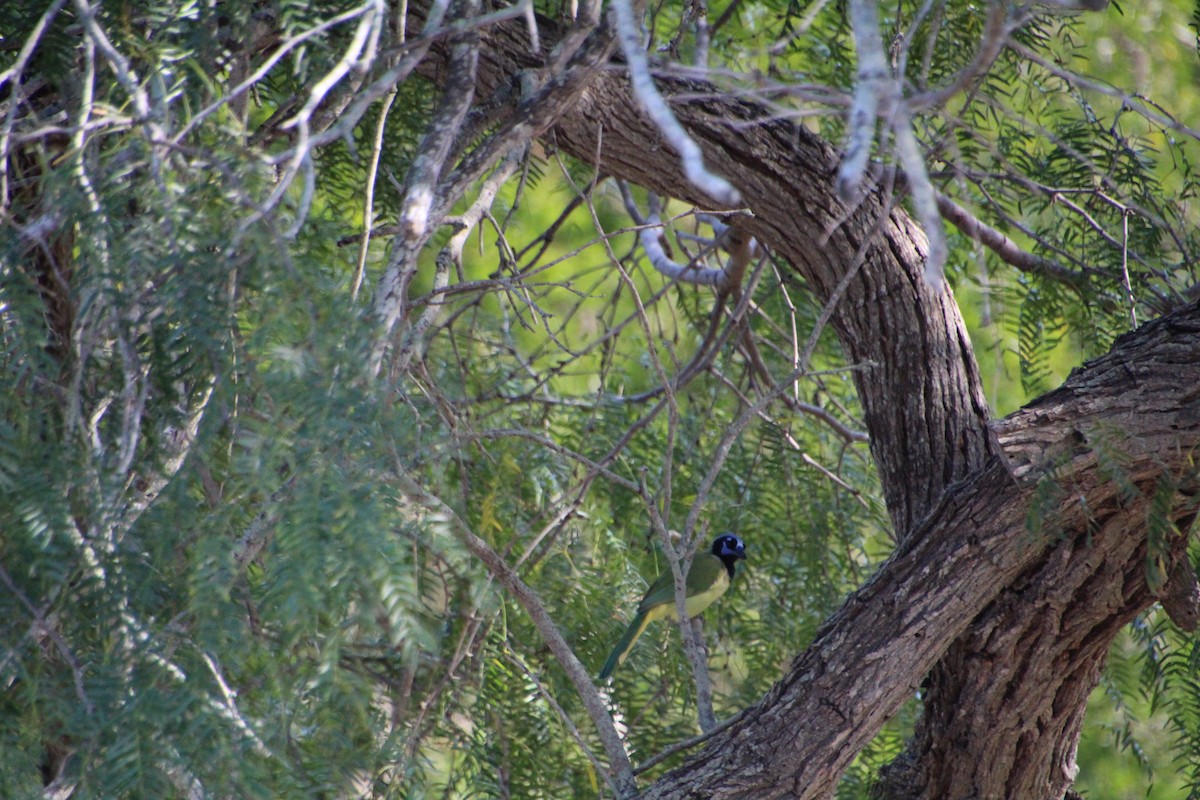 Green Jay - ML643523719