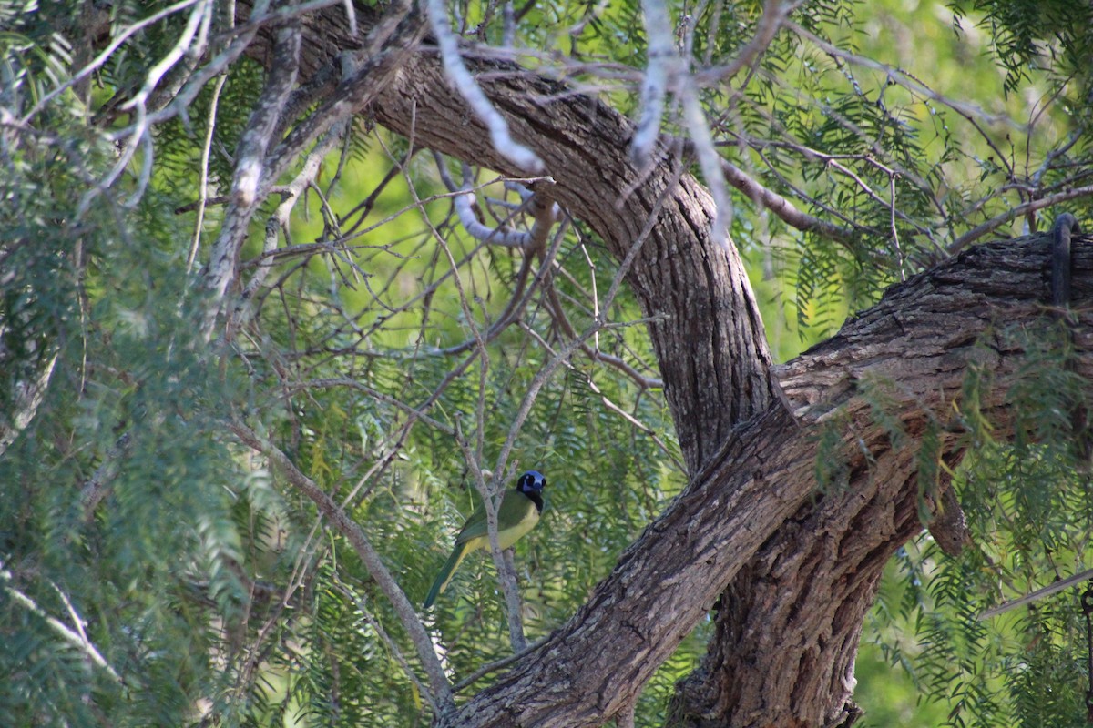 Green Jay - ML643523722
