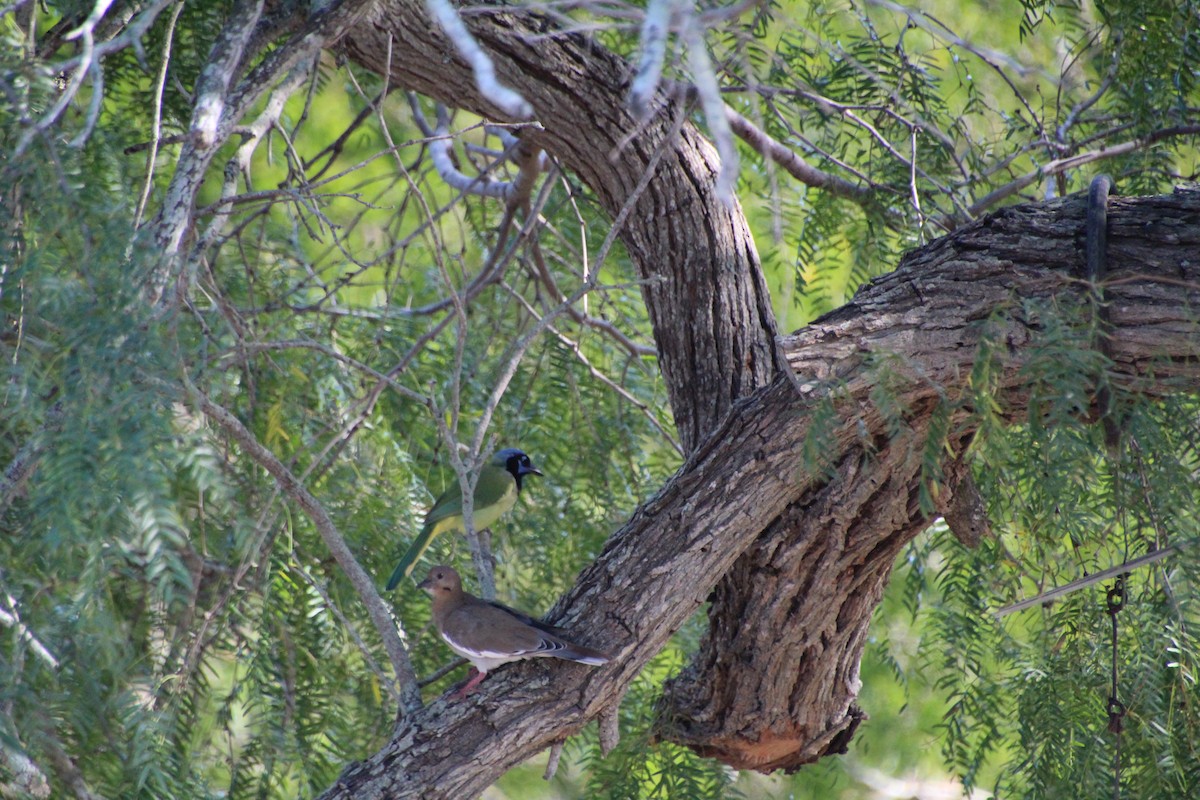 Green Jay - ML643523724