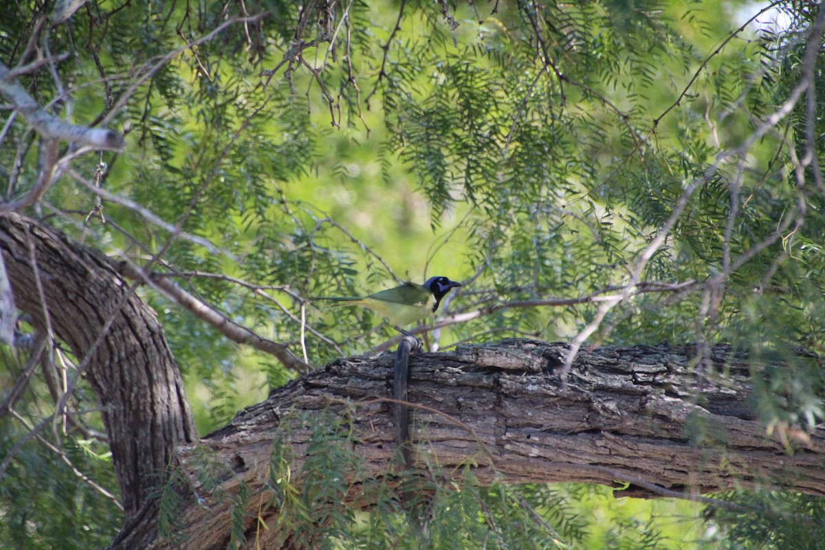 Green Jay - ML643523729