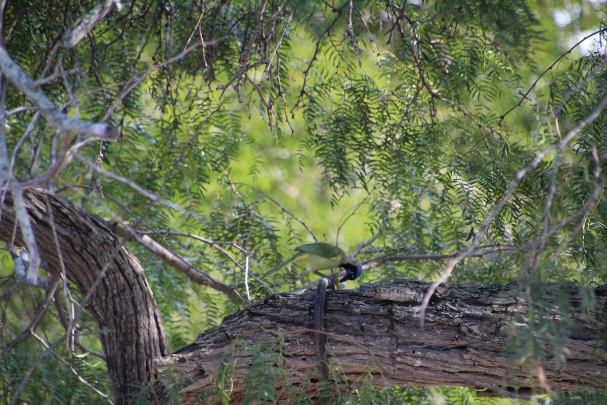 Green Jay - ML643523730