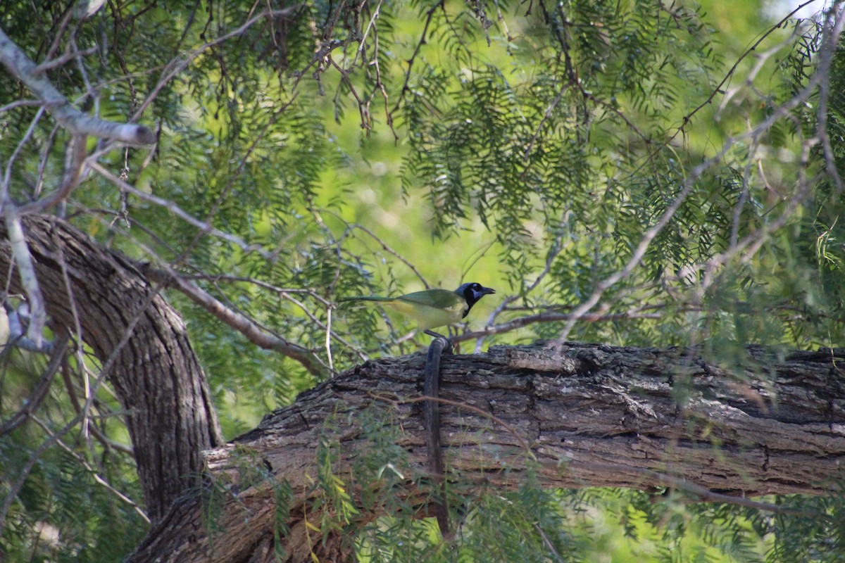 Green Jay - ML643523731