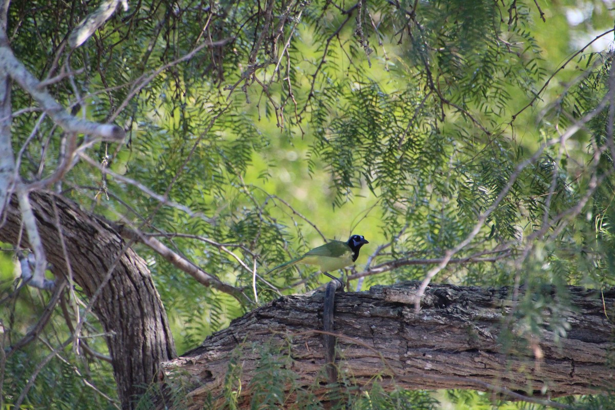 Green Jay - ML643523732