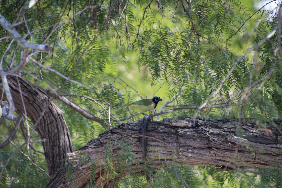 Green Jay - ML643523733