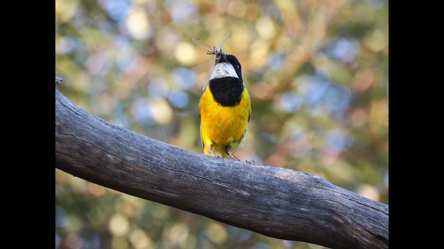 Golden Whistler (Western) - ML643523736
