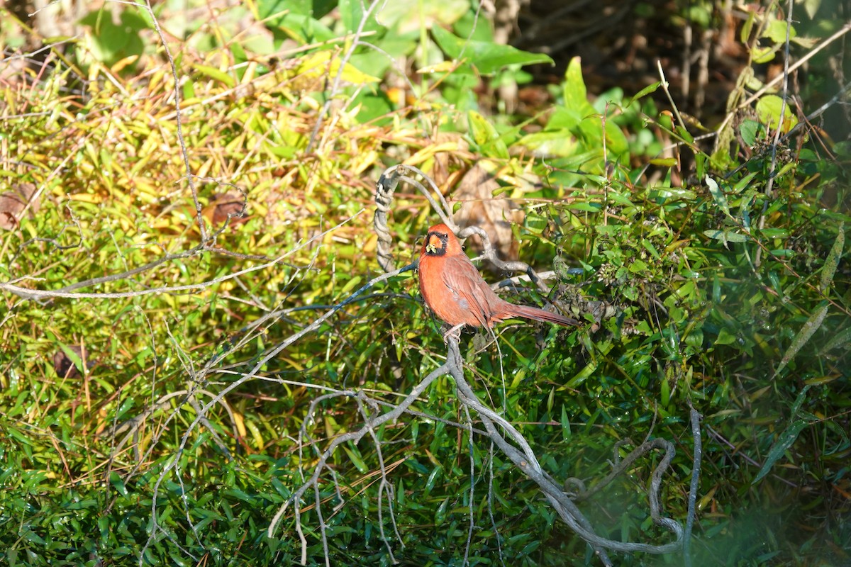 Northern Cardinal - ML643523744