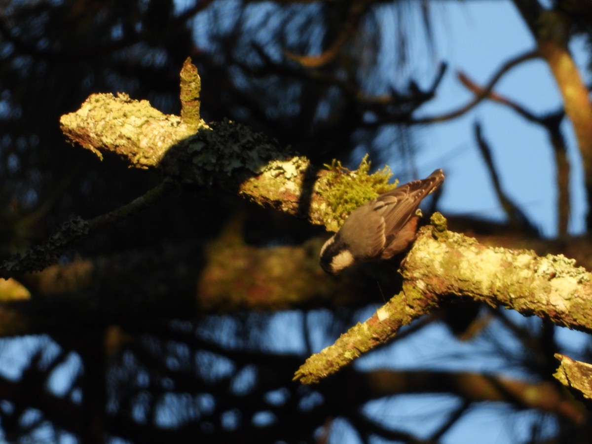 White-breasted Nuthatch - ML643523755