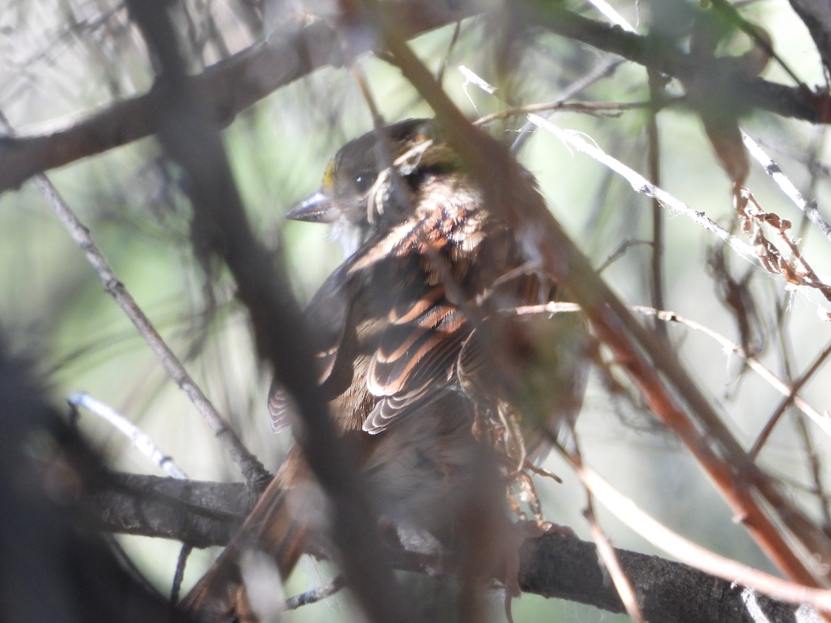 White-throated Sparrow - ML643523772