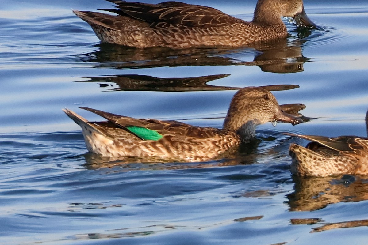 Green-winged Teal - ML643523789