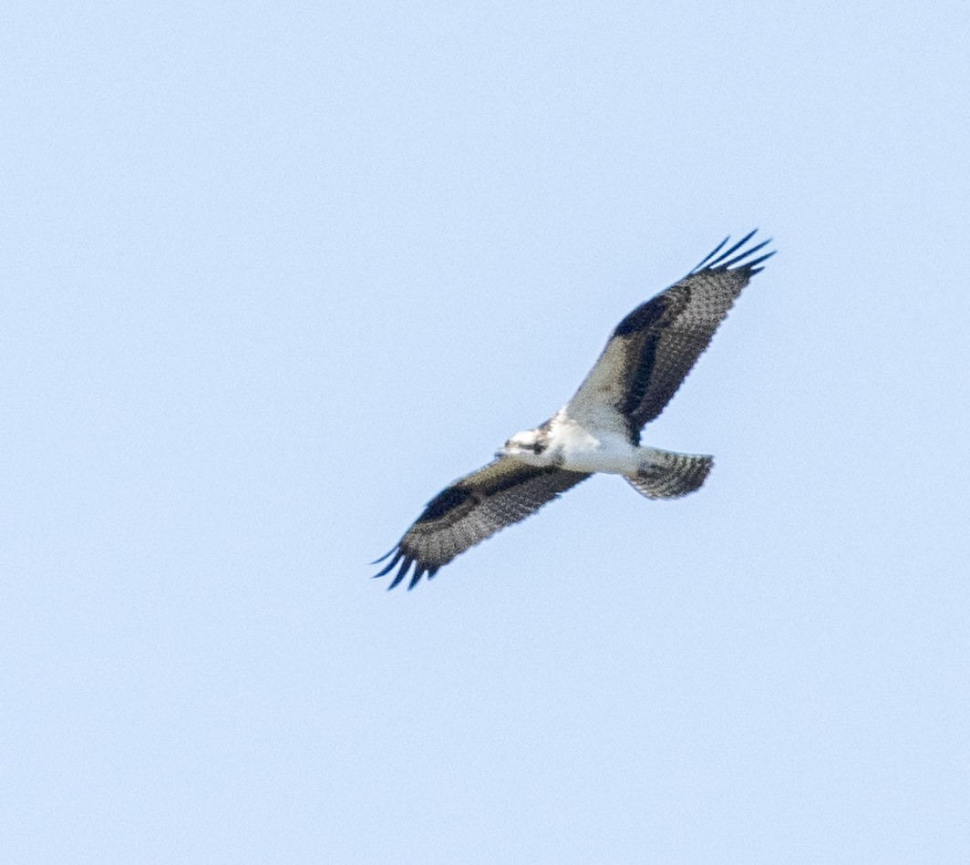 Balbuzard pêcheur - ML643523791