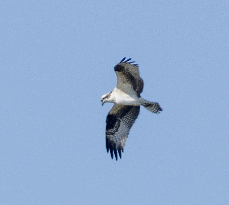 Balbuzard pêcheur - ML643523792