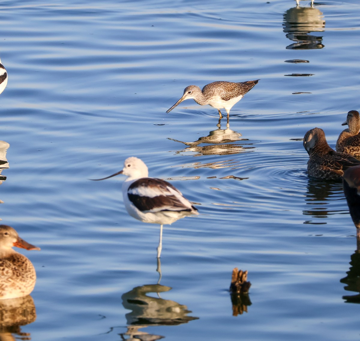 Avoceta Americana - ML643523802