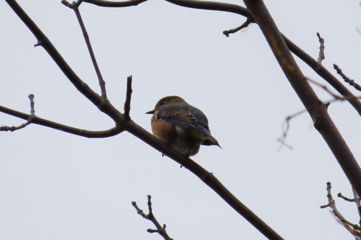 Eastern Bluebird - ML643523803