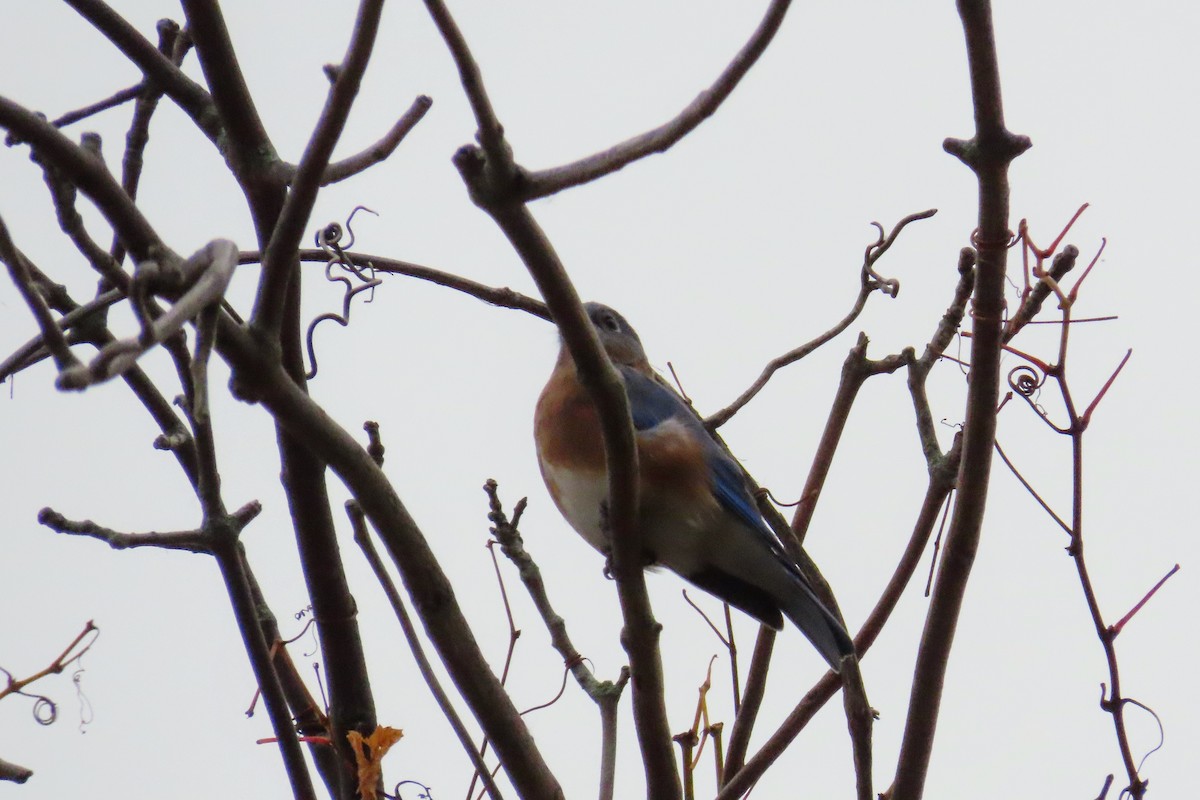 Eastern Bluebird - ML643523804