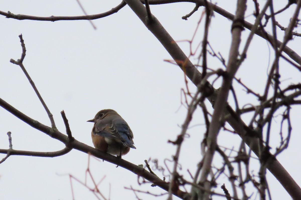 Eastern Bluebird - ML643523805