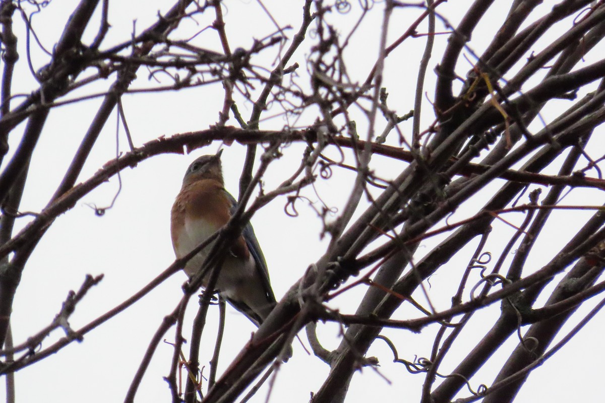 Eastern Bluebird - ML643523806