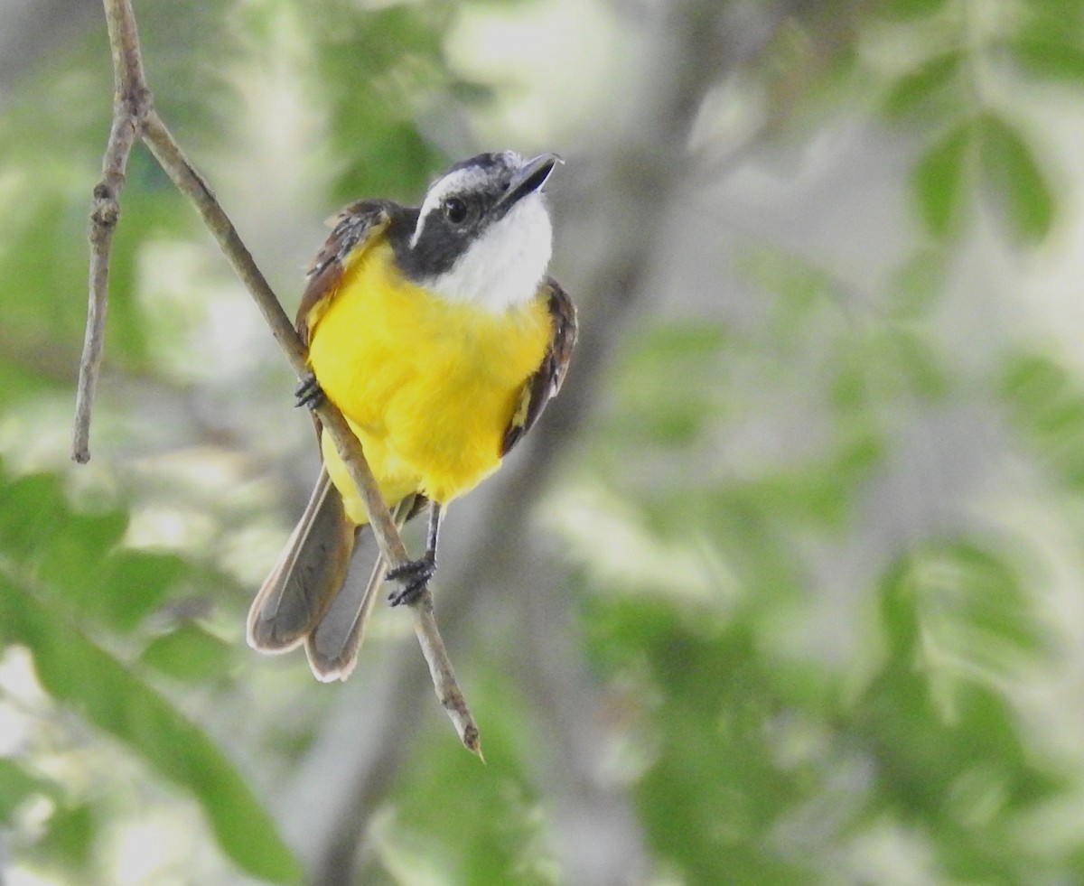 Lesser Kiskadee - ML643523820
