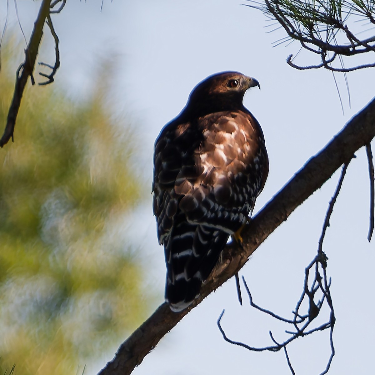 Red-shouldered Hawk - ML643523833