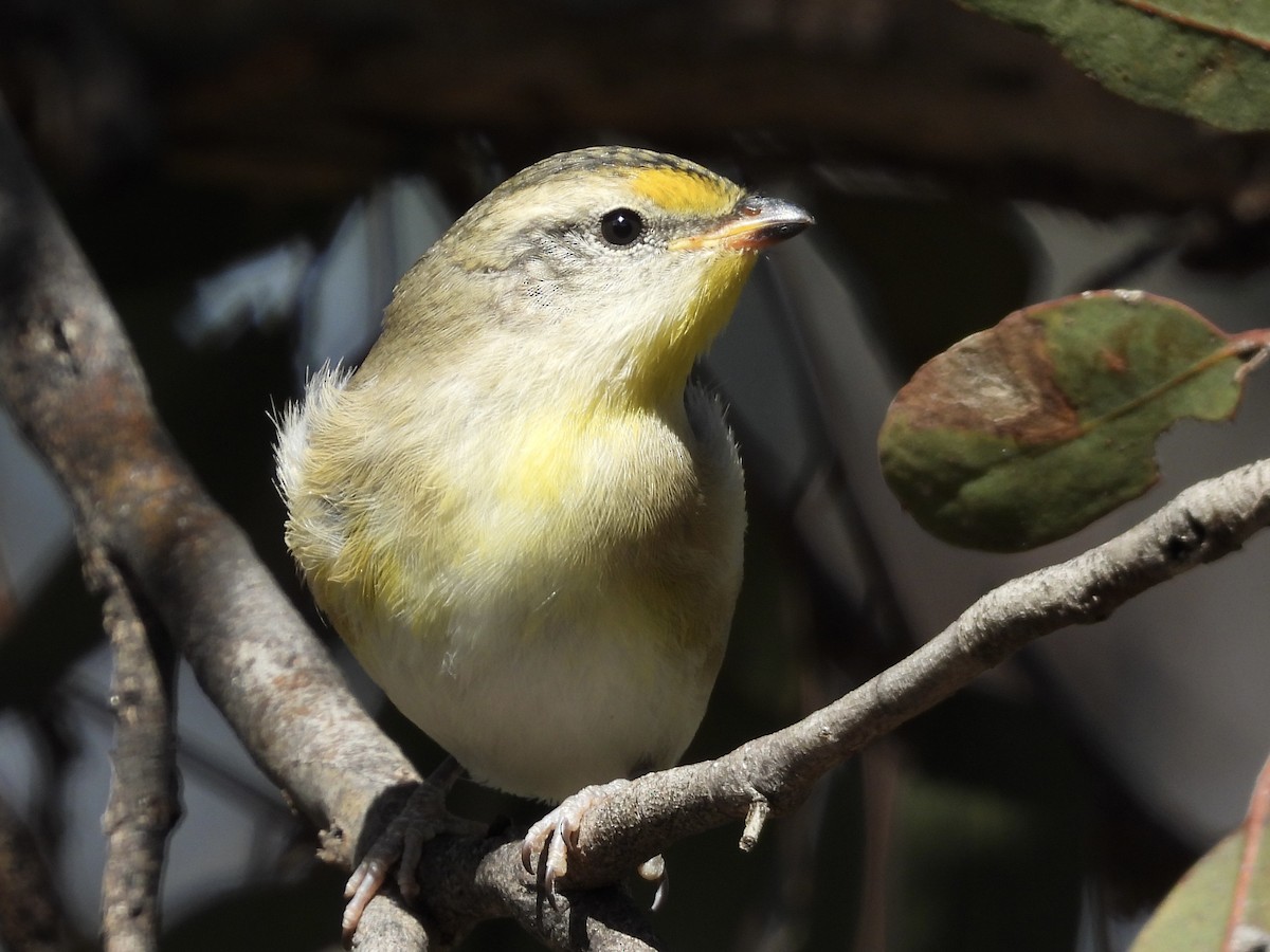Striated Pardalote - ML643523850