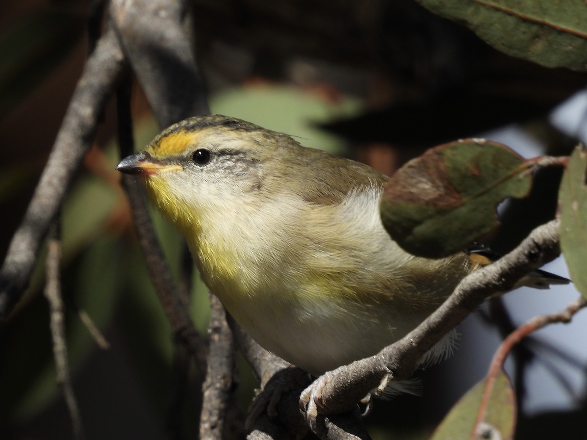 Striated Pardalote - ML643523851