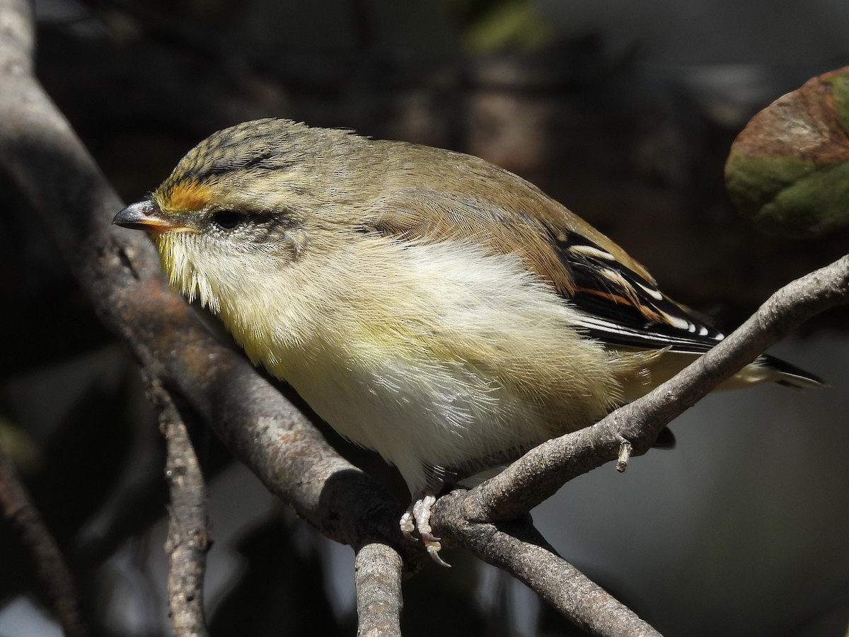 Striated Pardalote - ML643523853